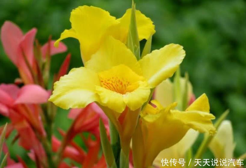 4种花夏季开的最灿烂,越热开花越旺,从年头开到年尾,人见人爱