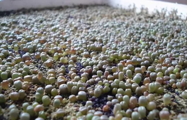  实用|冬天的泡沫箱别扔，扔了就是扔钱，养花太实用