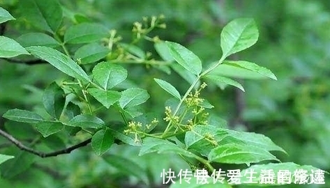 野菜|北方才有的一种野菜，营养高，功效强，以前是宫廷贡品，很少人懂