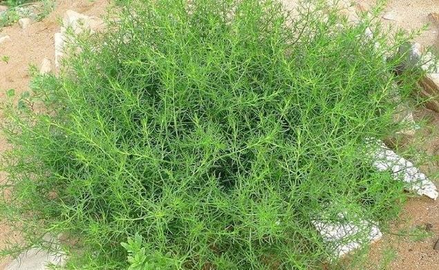 農(nóng)村野草全身是“毛”,假如你見到,可別輕視或除掉,價(jià)值很高