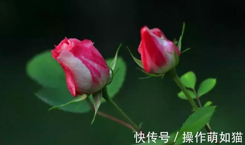 透水|花市买花太贵,教你一招,买1盆花能变10盆