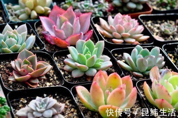 药片|养多肉只知道“少浇水多晒太阳”早不行了,还得这样做