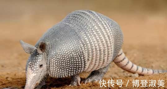 蛊雕|揭秘山海经,一部古代中国人的全球迁徙史书,原来中华不止五千年