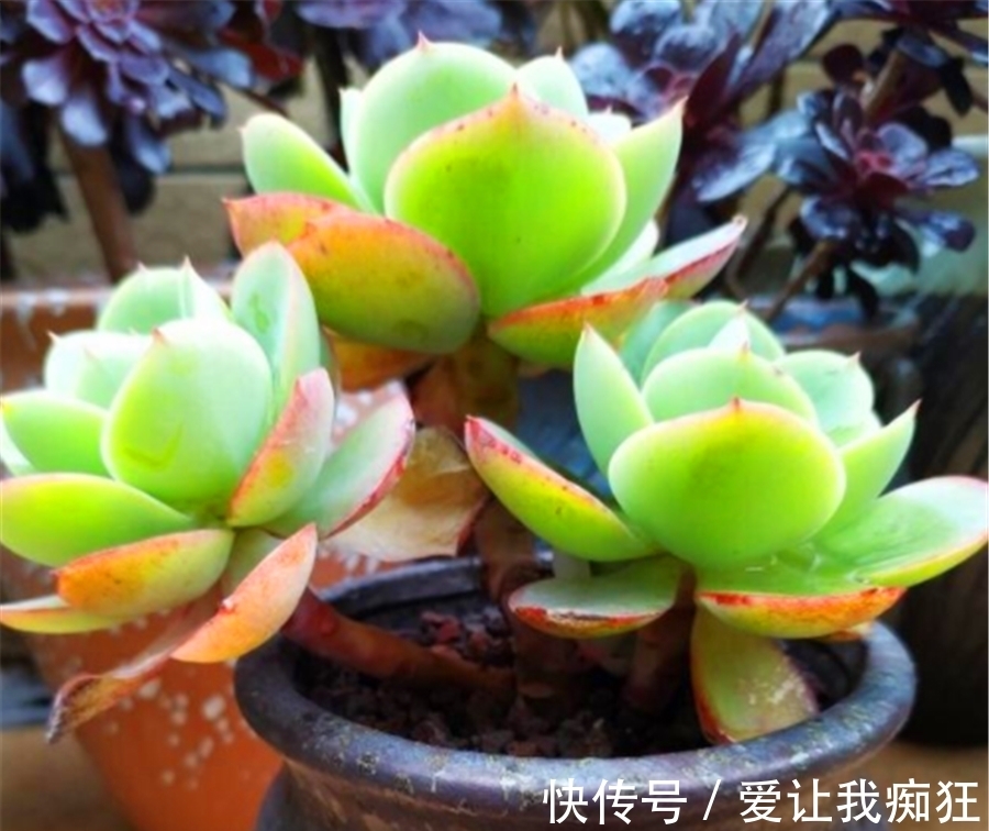 多肉碧桃成了阳台最美的风景,晶莹剔透成老桩,金黄碧绿总相宜