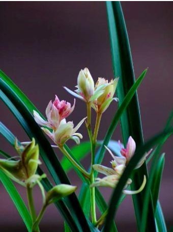 阳光对兰花的生长尤为重要,叶子生长快速,兰友们要注意