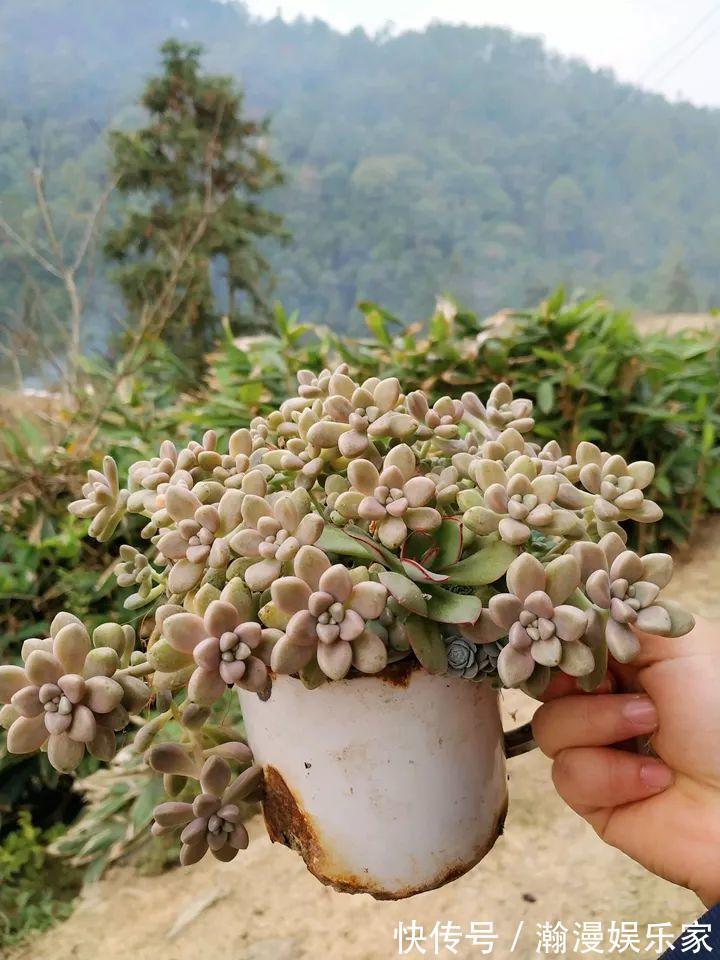 老少皆宜|农村爷爷养多肉,破缸、破鞋里都塞满,照样养的肥嘟嘟!