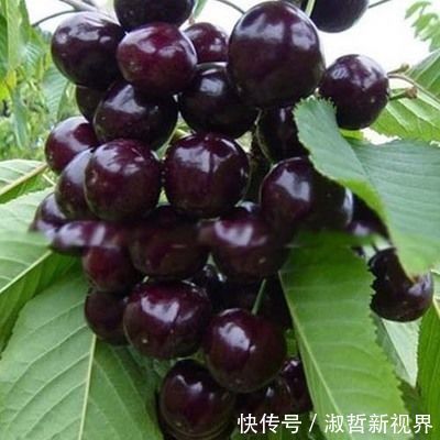 打理|有“血管疏通剂”著称的果子,你家里一定要种上,容易活好打理