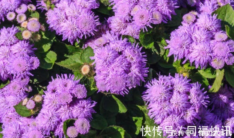 花语|此花花姿妖娆，紫色的花朵散发着沁人心脾的芳香，令人心旷神怡
