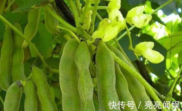 狗爪豆|农村一野菜，是“护腰圣手”，治腰脊酸痛，清热凉血，了解下