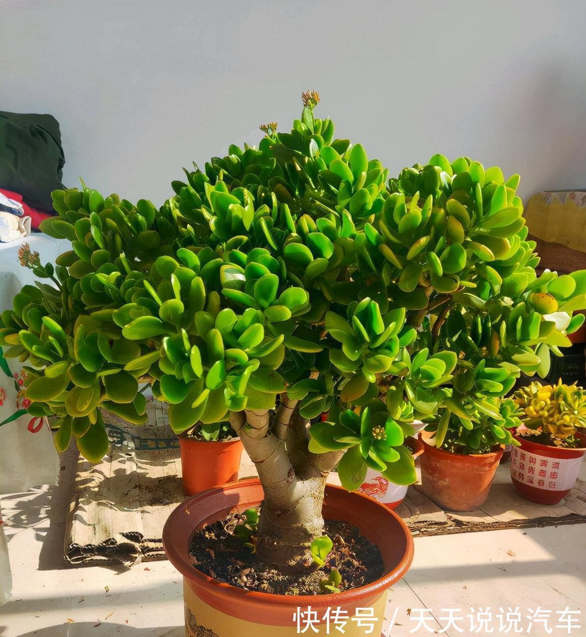 7种花,天冷要“静养”,少水断粮多晒晒,长得更健壮