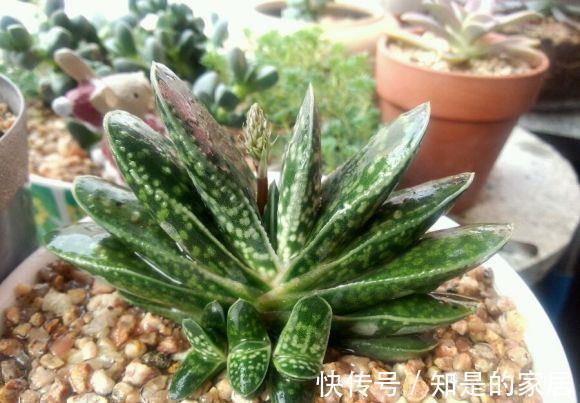 呆萌可爱|一款叶子对半长,形似元宝的多肉,看着呆萌可爱,打理真省劲