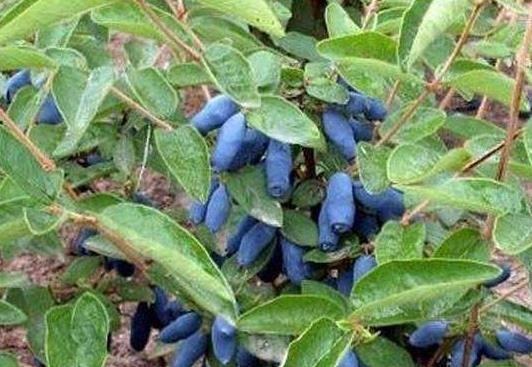 扦插2种水果，把“嫩枝”剪下来，放土里生根快，1个月变果树