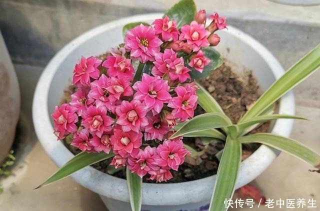 长寿花开始长花苞,4件事不要做错,不然难开花!