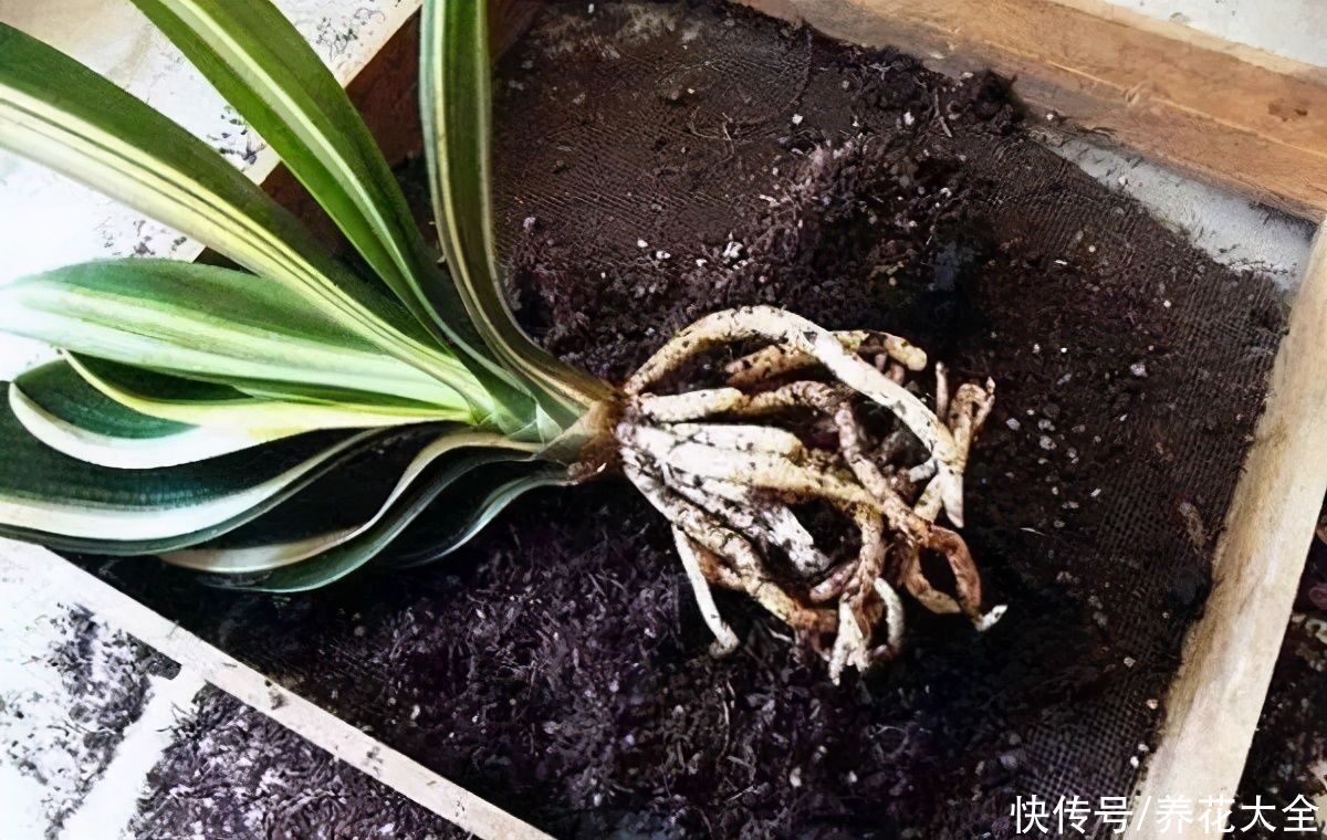 养花别忘记修根，趁着春天，这些根一定要修剪掉