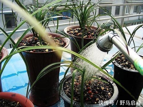 多肉多肉|换盆少做一件事，等于白换了，养一年也不长个