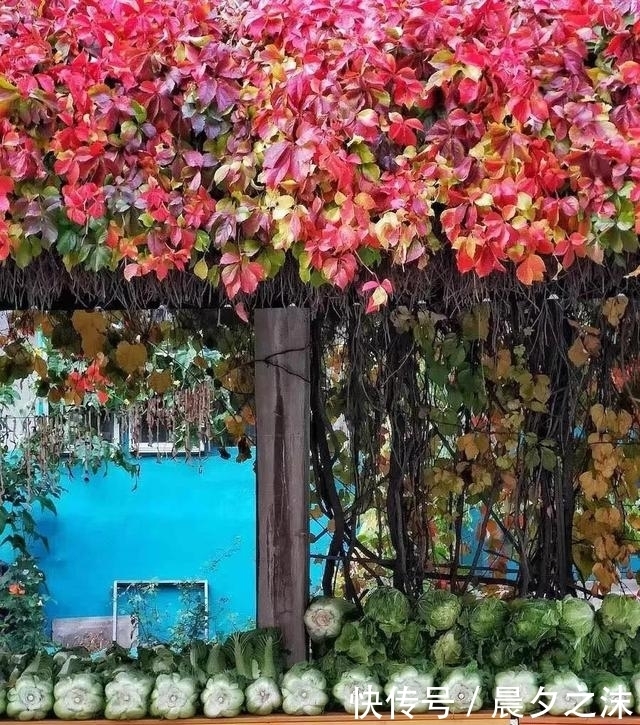 目瞪口呆|入冬了,听说东北人开始论车买菜了,南方人看得目瞪口呆