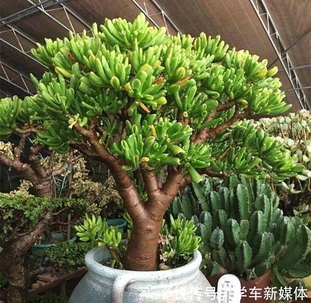 家里摆上10种花,越来越兴旺、发达,听名字就是“吉祥”花!