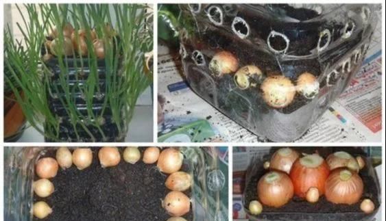 植物|没地种花种菜,没时间浇水几个塑料瓶就能解决,DIY变废为宝