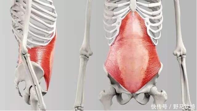 腹外斜肌|先了解腹肌，再虐腹9個腹部訓練動作，練出馬甲線、腹肌線條