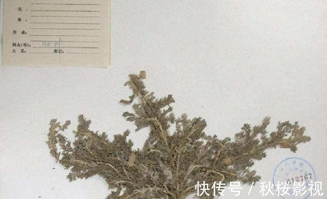 蛔蒿|我国制药史上一大悲剧,风靡全国的宝塔糖,为何突然销声匿迹?