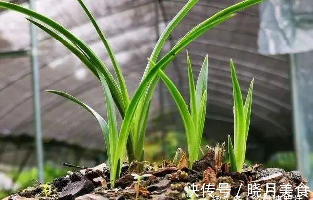 剪掉叶片的兰花，还能成活再生吗？兰友：合理操作，兰株更漂亮