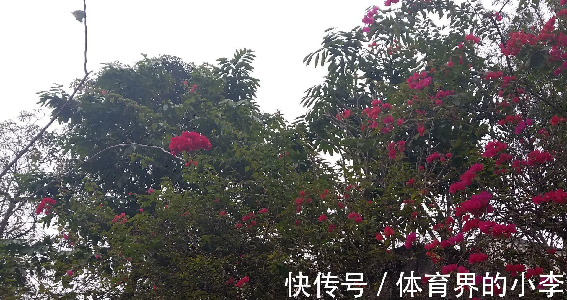 幸福花|寓意吉祥美满的三种“幸福花”，家中一定要有，高端好看净化空气