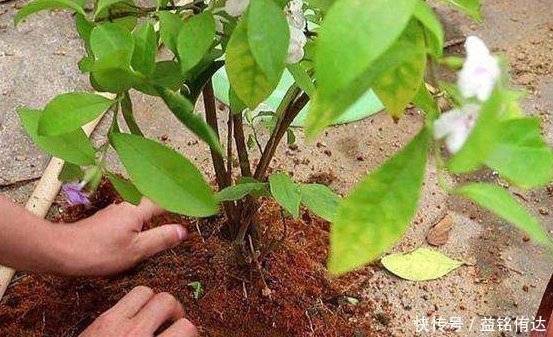 盆土板结怎么办不需要换新土,浇“1种水”就管,土壤立马松软