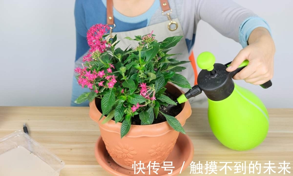磷酸二氢钾|养花用磷酸二氢钾,不知道这些,花草越长越差!