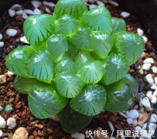 精挑细选32种多肉植物,1分钟掌握养护技巧,非常实用