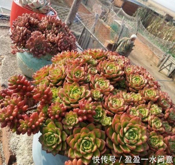相见恨晚的多肉爆盆法,试一次爆一盆,赶紧用一用!