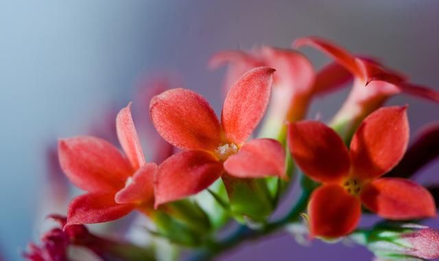 长寿花栽种，这样配土，植株长势旺，管理更简单