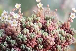  香香|4种香香多肉，颜值高易爆盆，家里养几盆，清香飘满屋！