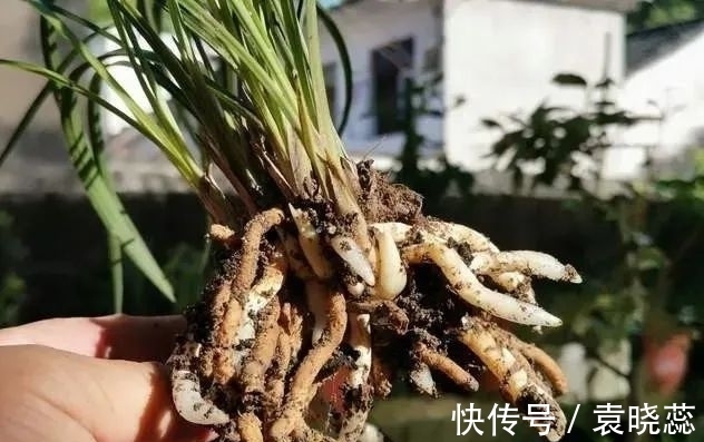 透水|兰花浇水有讲究，浇半截水还是浇透水，究竟怎么掌握？