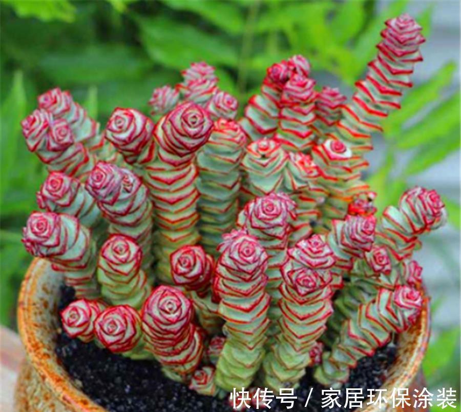 叶片|3种寓意招财进宝的多肉，颜值高好养护，2种能养成树
