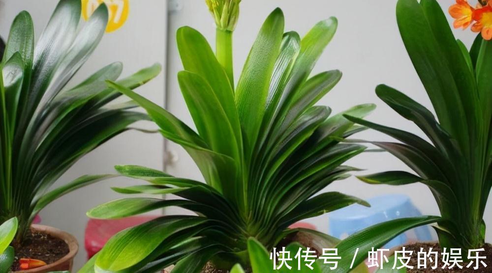 牡丹花|元旦前,“七种花”赶紧搬到阳台上冻一冻,生长茂盛,花苞呼呼冒