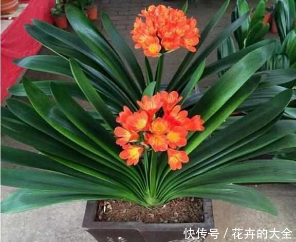 养花|人养花,花也养人,5种漂亮花,健康长寿又省心,是盆栽佳品!