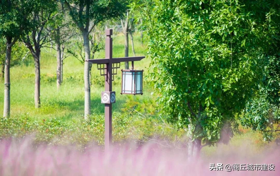 粉红色的回忆|太浪漫：商丘小伙，赶紧带你相中的那个她来打卡