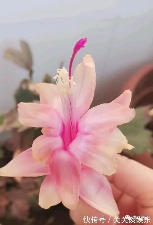 蟹爪兰|邻居家有这四种花,要个枝插土里就活,聪明人都这么干