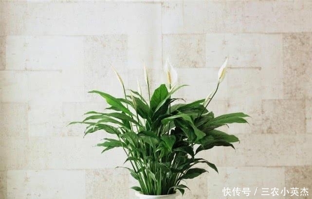 白掌这么养, 长疯了, 开花特别多