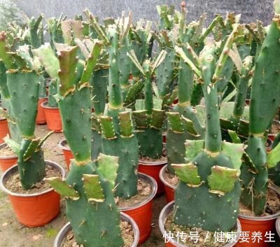 成活率|秋季,用无根仙人掌嫁接令箭荷花,这么做对四点,成活率100%!