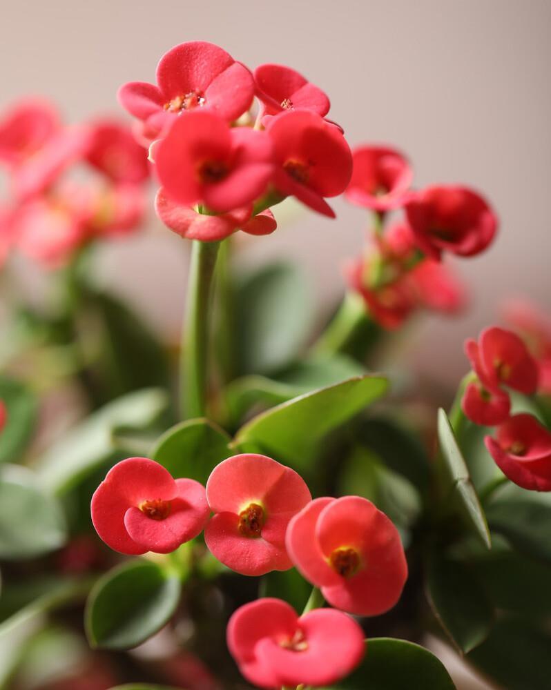 想要窗台美美哒，8种花草养起来，一晒就开花