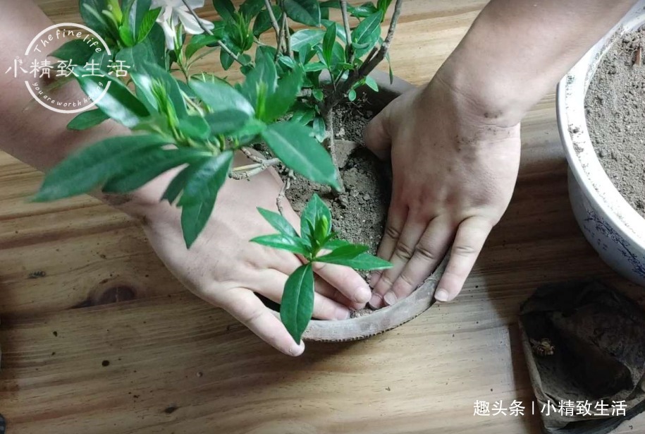 栀子花买回家,上盆分6个步骤,用9张图说明,完整明了