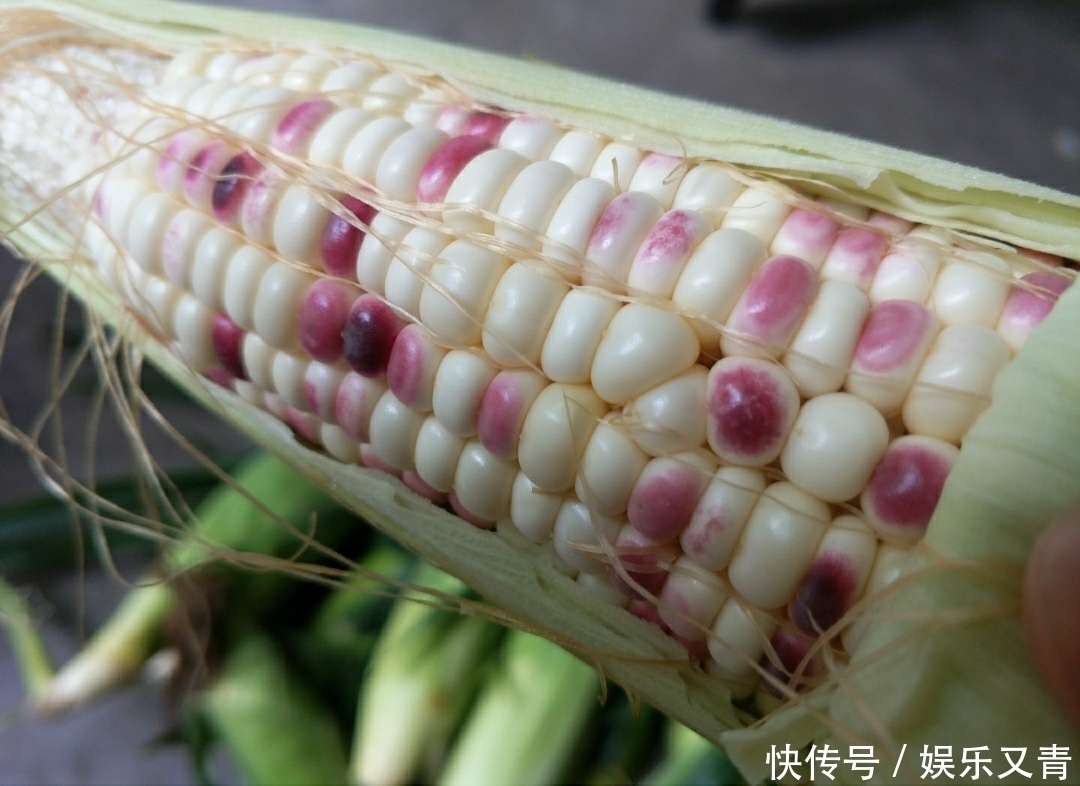甜玉米糯玉米采摘正当时,教你几招,让你选到老嫩适中的鲜玉米棒