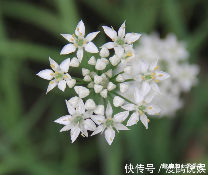 味美|此花气味突出浓郁清香，脆嫩味美鲜香扑鼻，是多作用的奉献之花