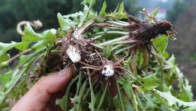 皮肤|蒲公英和它很“般配”，坚持泡水喝，排肝毒降肝火，皮肤也变好了