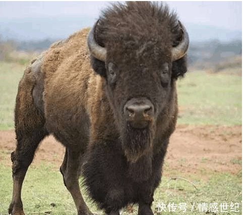 食草且具有攻击性的美洲野牛 快资讯