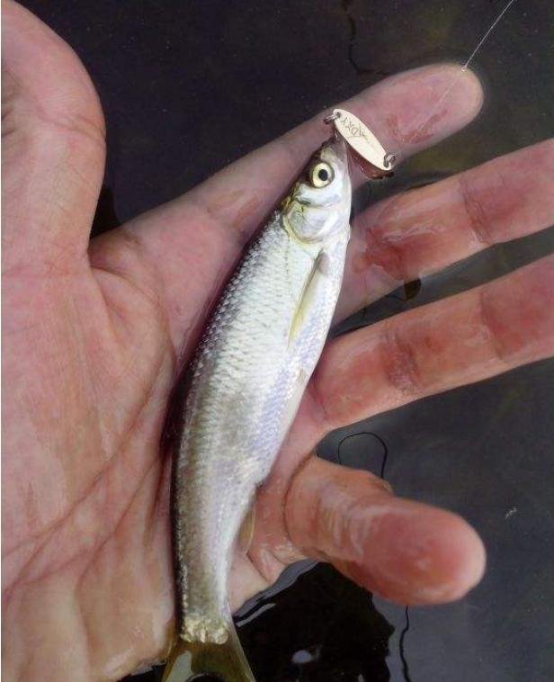 这样钓白条真省劲，老钓手详细传授实战钓鱼技巧给你！