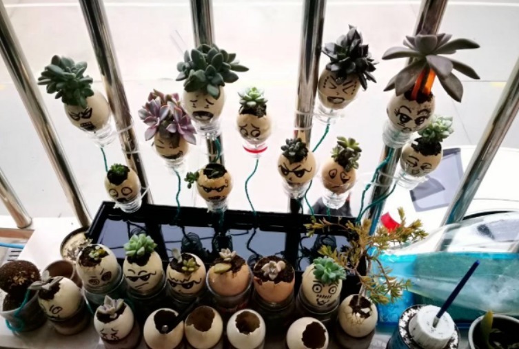鸡蛋壳是养花神器,掌握住这些用法,完全不需再花钱买肥料了