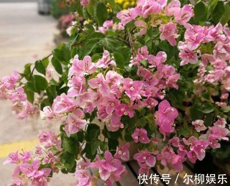 光合作用|7种花如果不生长,米醋每月浇一“壶”,恢复生长,叶子绿油油