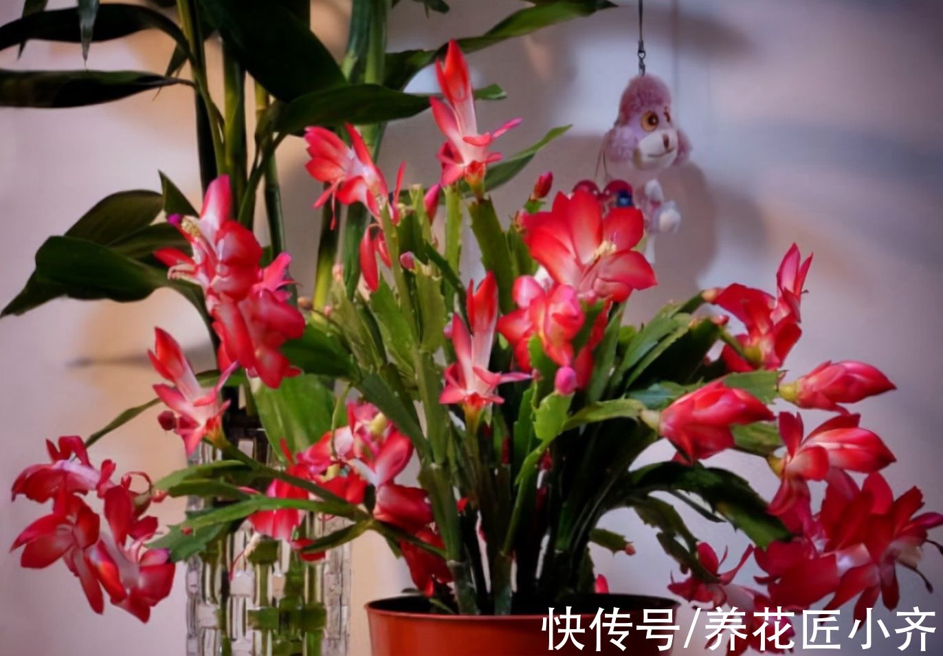 秋季|秋季养蟹爪兰做到“3不缺”，叶片肥厚繁茂，想开花只需调整2点